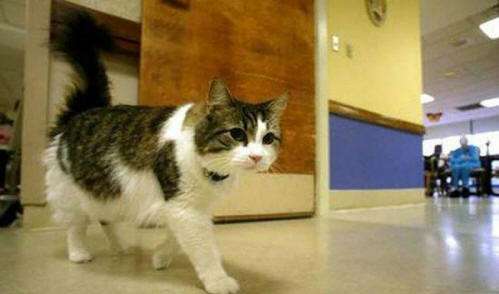 állatok 91 Néhány nyilvánvaló bizonyíték arra, hogy az állatoknak lélek van