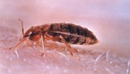 Norvégia úszott ágyneműk hordáival