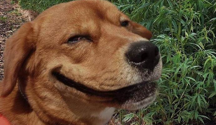 Az új amerikai törvény lehetővé teszi az állatok számára, hogy dohányozzanak a marihuánát