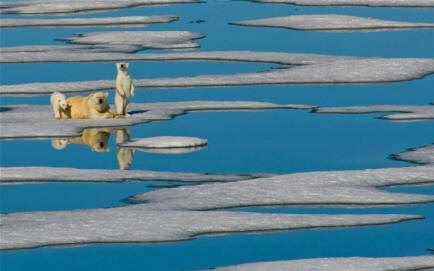 Hamis riasztás: 1966 és 2006 között nőtt a jegesmedvék populációja