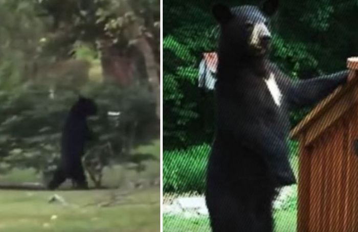 Egy új, felálló medve váltotta fel a pedált.