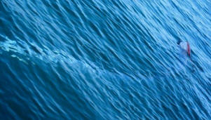 Egy új-zélandi mérnök felfedezett egy tengeri óriást a Google Földön