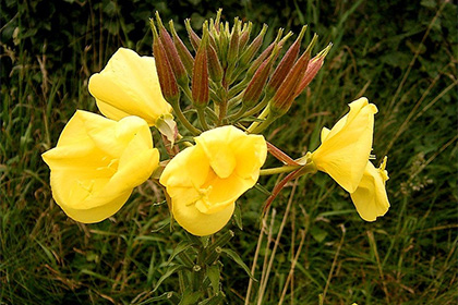 Mondja el a szót a szexuális reprodukcióról