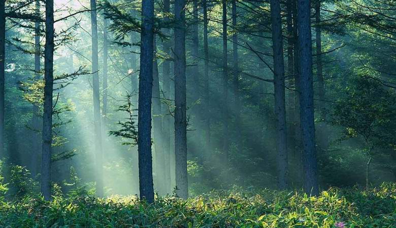 Az Urál titokzatos taiga-rendellenességéről