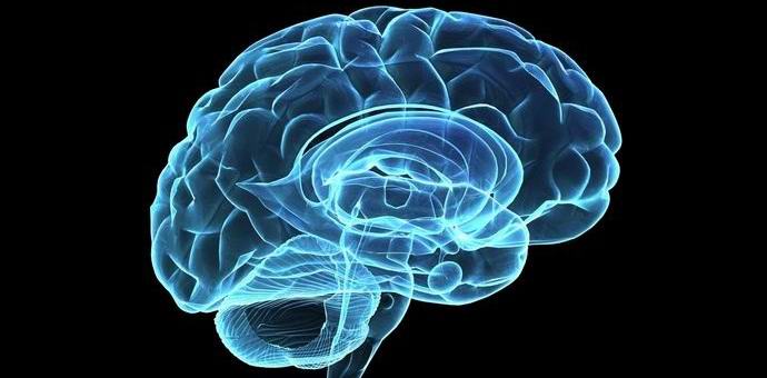 Az egyes baktériumok képesek kollektív elmét képezni