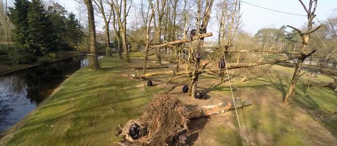 A majmok lelőtték és felfedezték a multikopter dokumentumfilmkészítőket