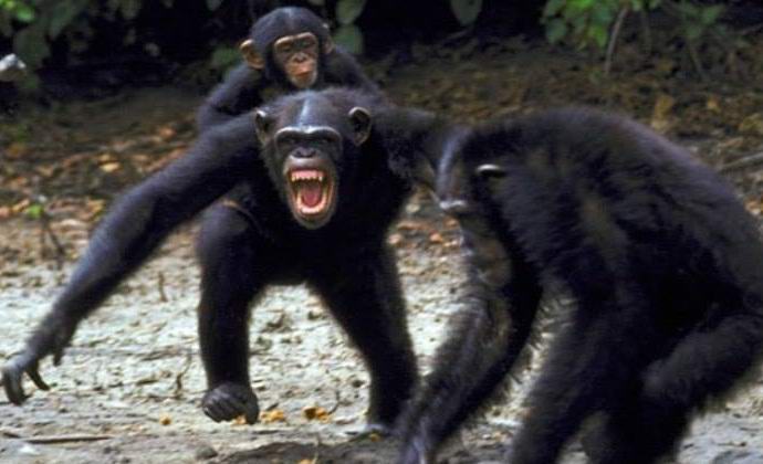 A majmok a sokéves háborút is engedik szabadon