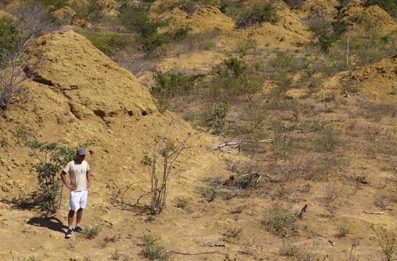 A termeszek régebbinek találtak, mint a giza piramisok