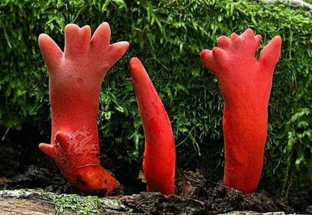 Mérgező gombákat fedeztek fel, amelyeket még meg sem lehet érinteni.