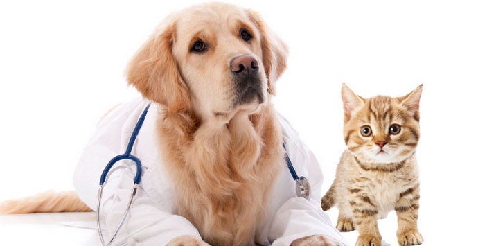 Figyeljen ezekre az állatokra