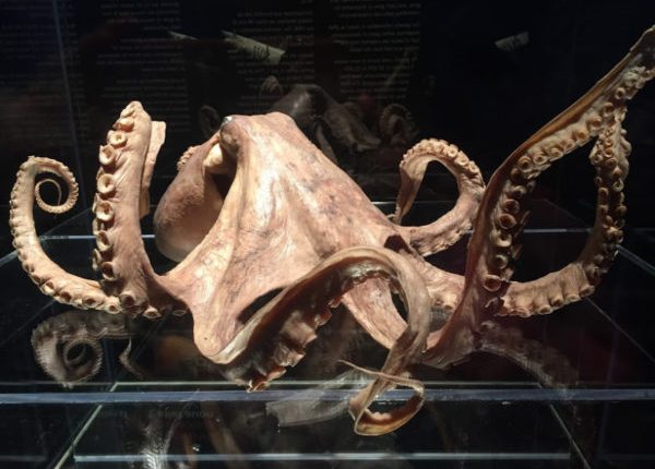 Darwin egyik elképzelése az evolúcióról 140 évvel halála után beigazolódott 