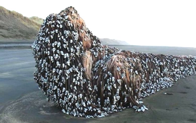 Egyszer rejtélyes szörnyet hoztak a Murivay strandra ...