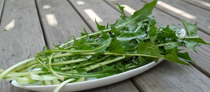 A pitypang sokkal egészségesebb, mint más zöldek, amelyeket eszünk.