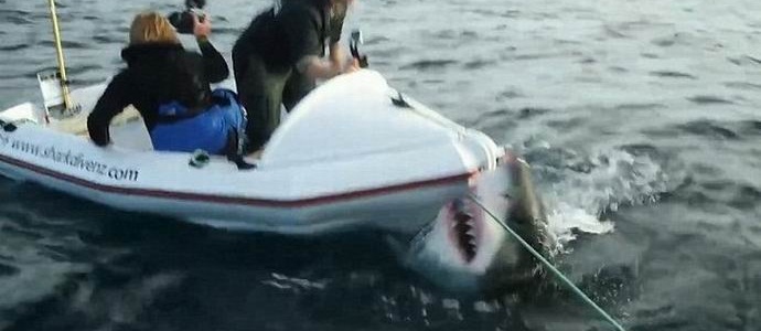 Egy hatalmas cápa támadta meg a csatorna legénységét