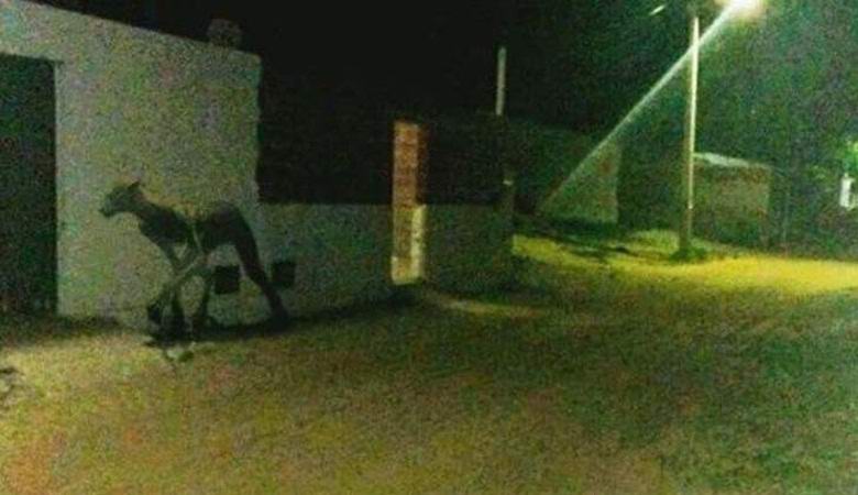 Egy hatalmas kutyaszerű szörny terrorizálja az argentinokat