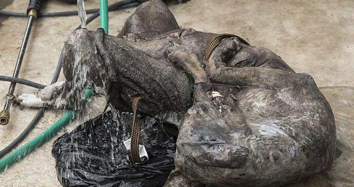 A Texas Hunter talált halott Chupacabrát