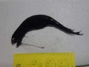 Az óceánológusok furcsa lényt kaptak