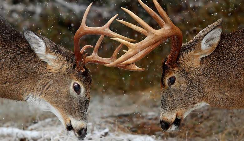Az szarvasok úgy harcolnak, mint a mezei nyúl