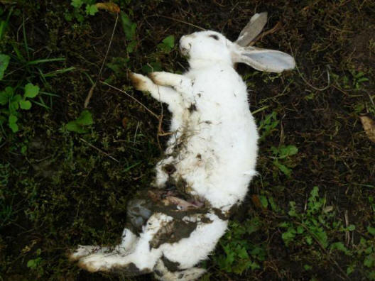 Magasak, szőrtelenek, hosszúkás arccal és vörös szemükkel voltak.