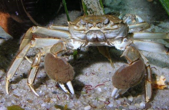 Veszélyes, szőrös rákok felbomlottak Ukrajnában