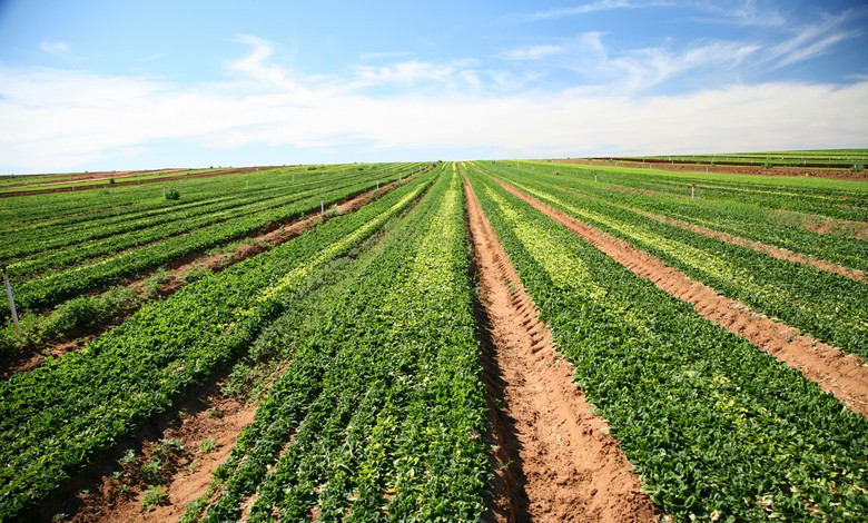 A biogazdálkodás károsabbnak bizonyult, mint a hagyományos