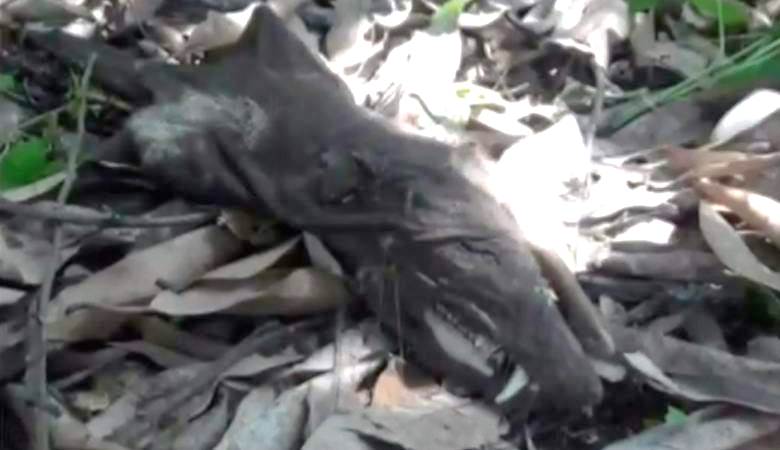 Kolumbiában talált homályos lény maradványai