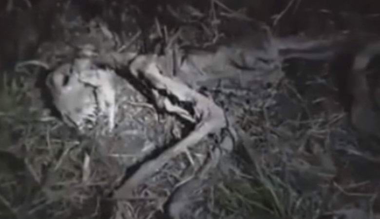 Chilében talált furcsa lény maradványai