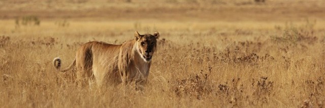 Óvakodj: az oroszlán kölyök úton van!