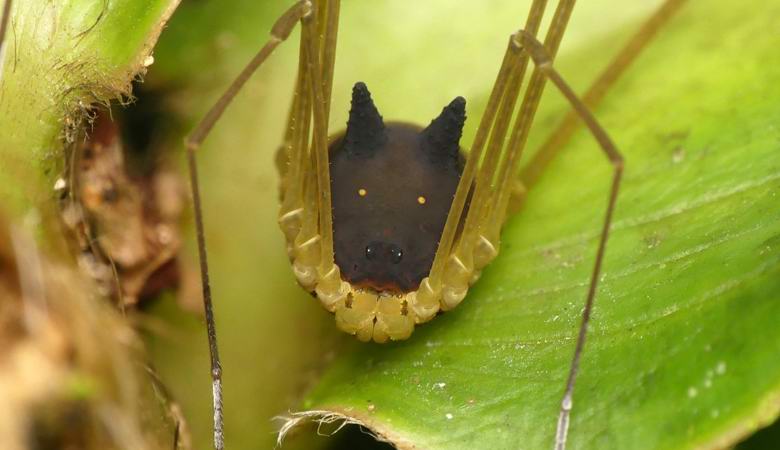 A pókok nyílt képe