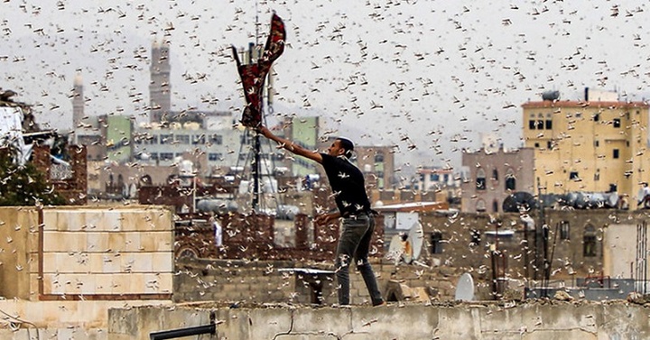 Pakisztánt sáskák hordái támadtak meg. Vészhelyzet kihirdetve