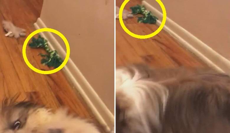 A parenormalizmust egy ártalmatlan videó jelentette meg egy kutyával