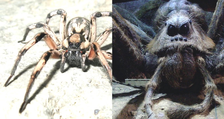 Egy kutyaméretű pók lepte meg az internetet