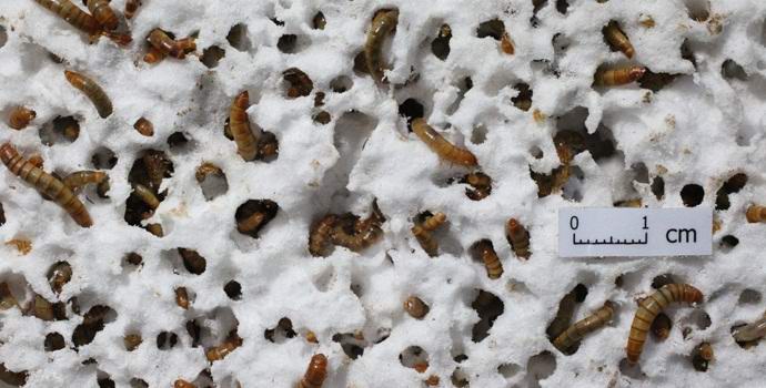 A polyfoam megsemmisíthető, ha férgeknek adják