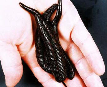 A póréhagyma segített a sebészeknek, hogy helyreállítsák a kutya fülének szakadt fülét