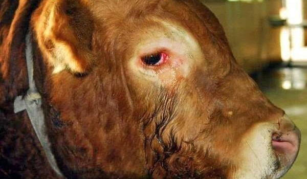 A síró bika bántalmazta a vágóhídi dolgozókat