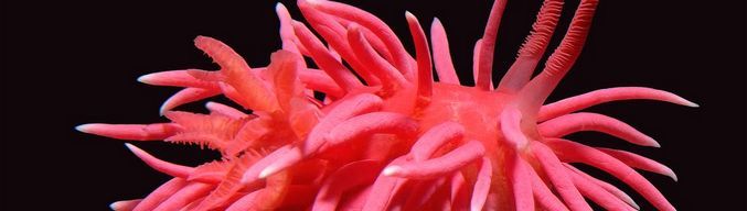 A kaliforniai parti meztelencsiga átveszi