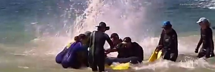 Miért masszírozzák a delfineket a partra?