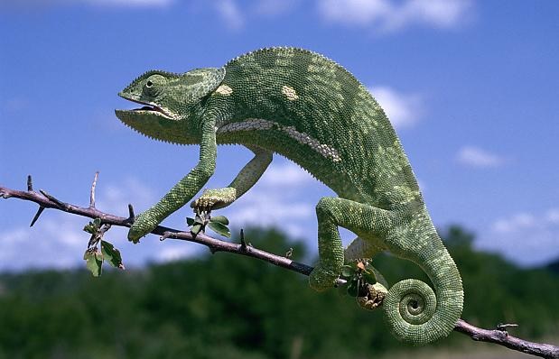 Miért és hogyan változtatják meg a kaméleonok a bőr színét?