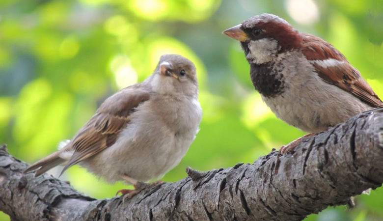 Miért tűnnek el a verebek az orosz városokban?