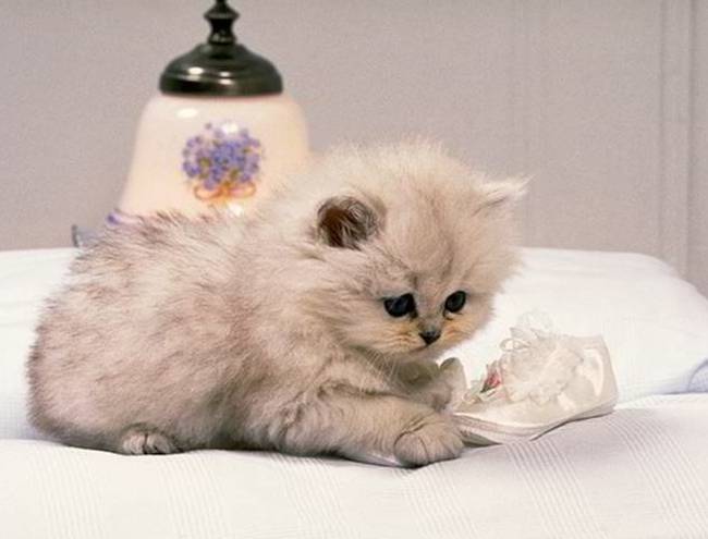 Miért szeretünk annyira macskákat?