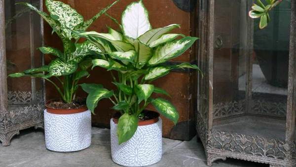 Dieffenbachia otthon 