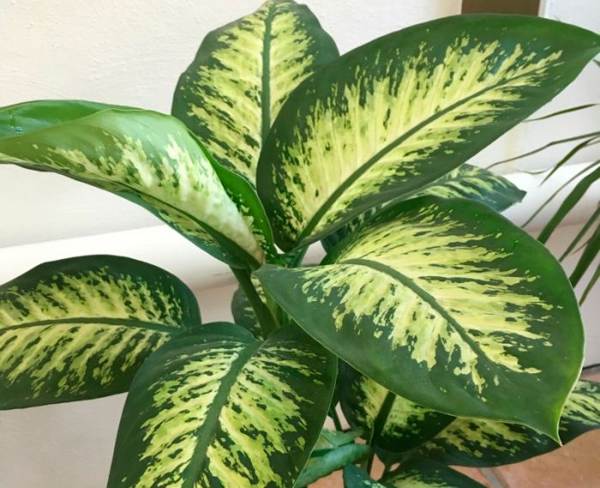 Dieffenbachia növény 