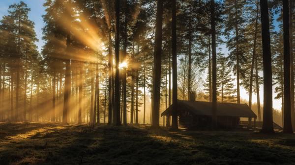 lehet-e lucfenyőt ültetni egy ómen parcellára? 