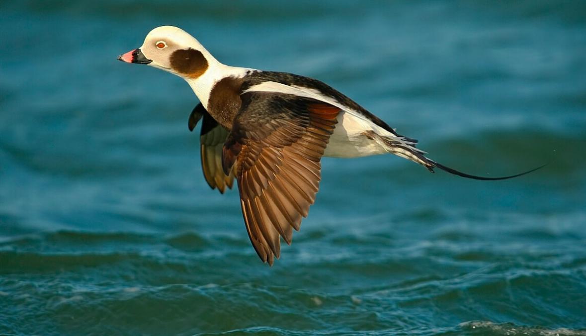 Miért kezdnek vitorlázó kacsák esni az égből ...