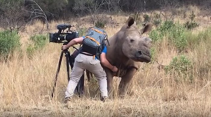 Scratch a vad orrszarvú hasa