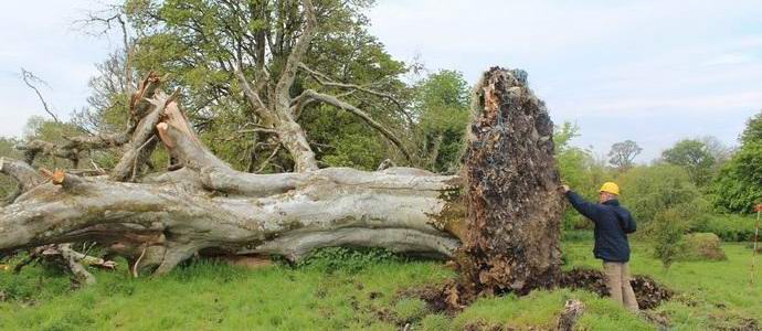 Egy évszázados bükk gyökerei alatt egy középkori kamasz maradt