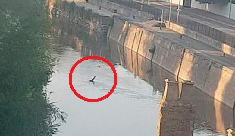 A Loch Ness szörnyeteghez hasonló lény megjelent az angol csatornán