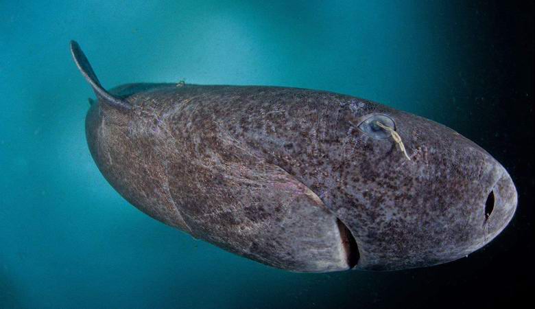 Fogtak egy cápa, aki idősebb, mint a Szörnyű Iván