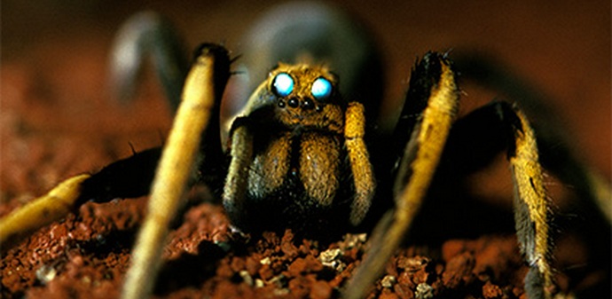 A tarantulák hordái megtámadták az ausztrál várost