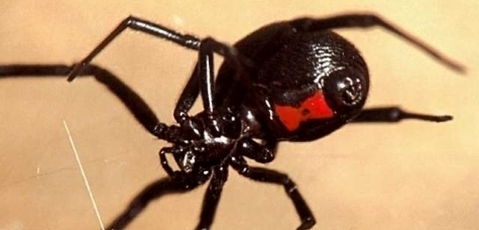 A mérgező pókok hordái szó szerint támadtak Kazahsztánt